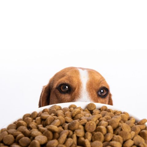 Top Brands for Optimal Canine Nutrition Revealed