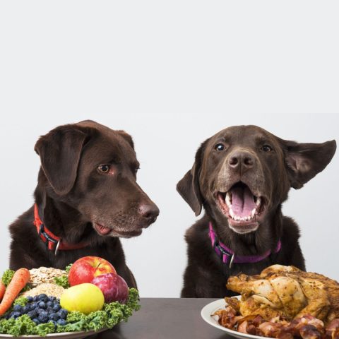 Understand Your Dog's Protein Needs