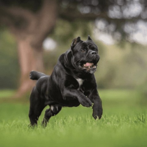 Understanding Cane Corso Temperament