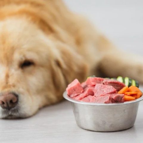 Why Senior Dogs Need Specialized Nutrition