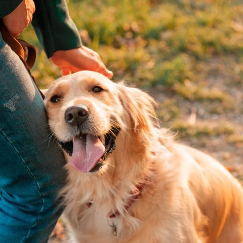 golden retriever Building Trust With Clear Communication