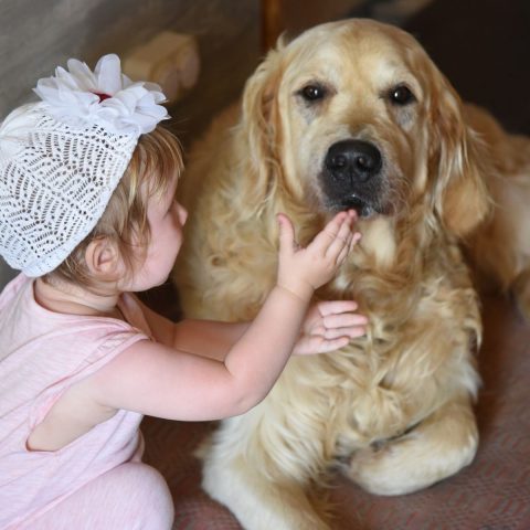 golden retriever Emotional Intelligence in Young Children