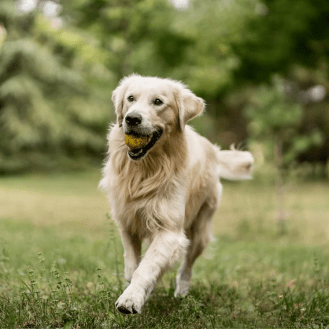 golden retriever Hip Dysplasia in Golden Retrievers