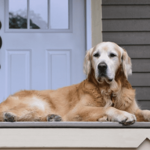 golden retriever Loyal Guard Dogs