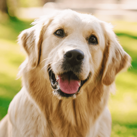 golden retriever Recognizing Early Warning Signs