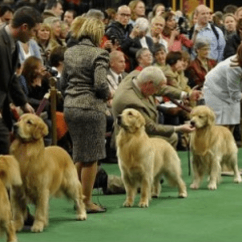 golden retriever Understanding the Show Coat Type