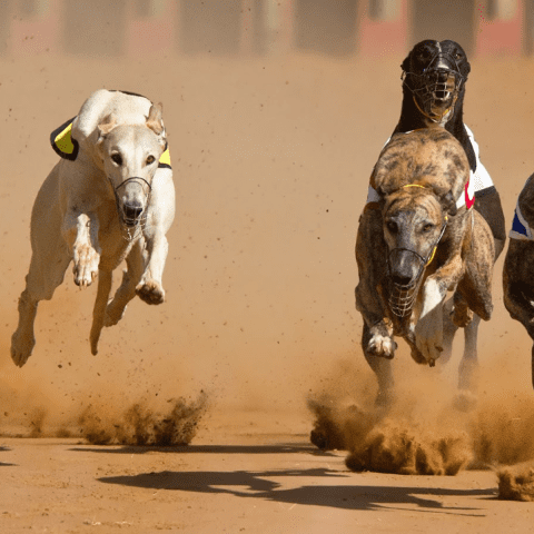 greyhound Aerodynamic Bodies for Speed