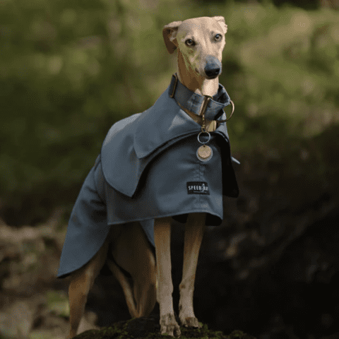 greyhound Aerodynamic Coat Design