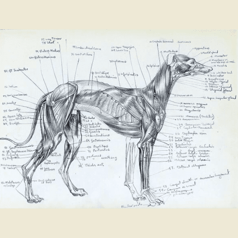 greyhound Anatomy of Speed Demons