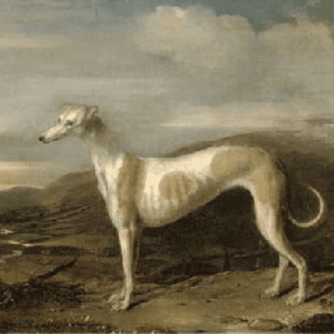 greyhound Early European Origins Uncovered