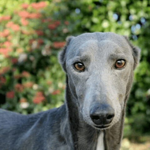 greyhound Eyes That See in Slow Motion