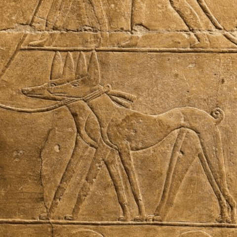 greyhound Origins of the Ancient Breed