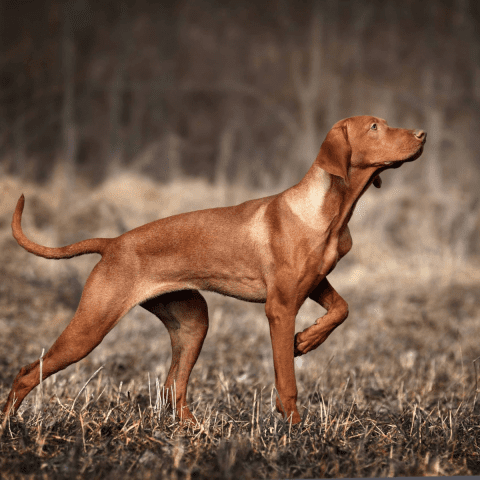 greyhound Vizslas Hungary's Hunting Heroes