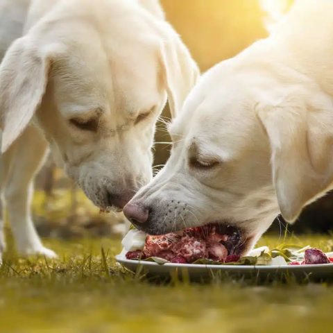 3 Best Nutritional Benefits of Raw Dog Food