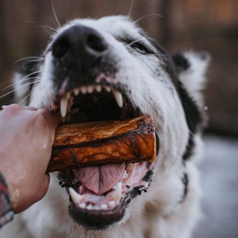 7 Best Nutrient-Rich Dog Food Brands for Optimal Health