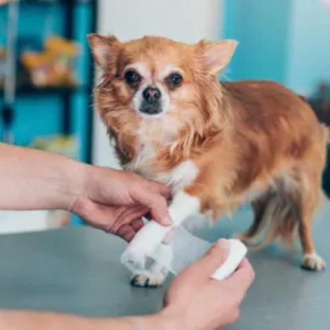 Comparing Pet Health Insurance Plans A Guide