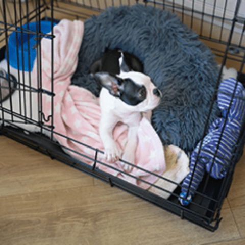 Crate Training for Anxious Frenchies A Step-by-Step Guide