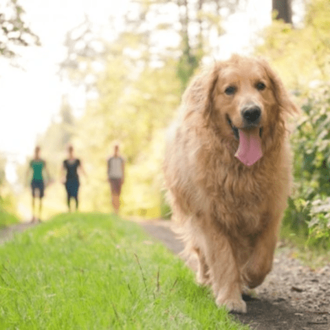 Establishing a Consistent Routine for dog owner