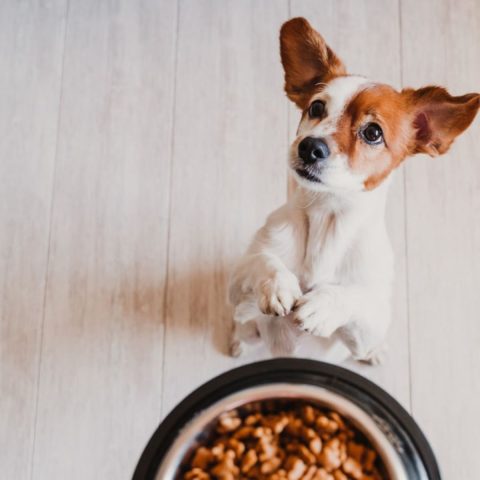 Expert-Approved High Protein Dog Food Nutrition Guide