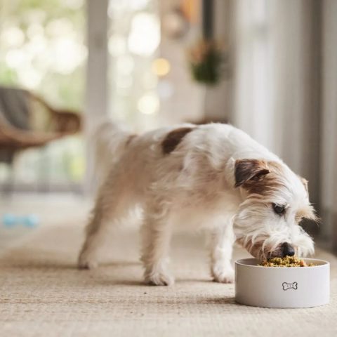 Golden Years Golden Food Nourishing Your Senior Dog