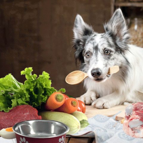 Nutrient-Rich Homemade Dog Food A Balanced Breakdown