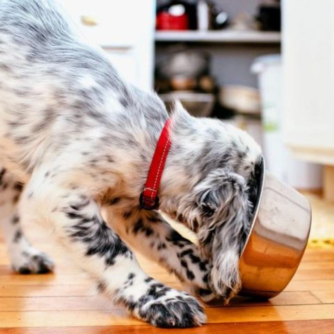 Nutrient-Rich Vs Filler-Laden Top Dog Food Brands