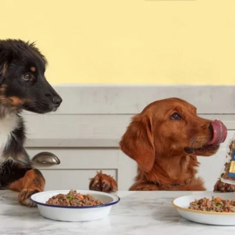 Protein-Packed Canine Cuisine The Hard Facts Only