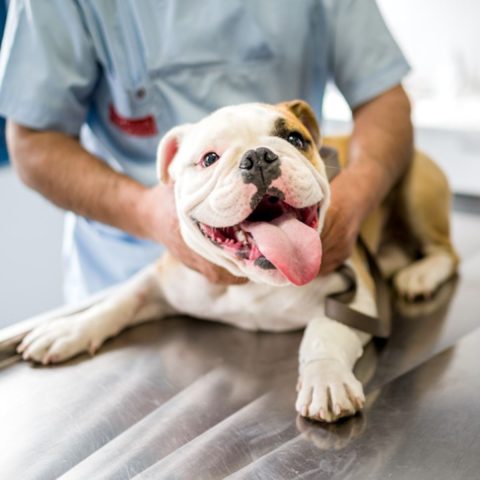 Puppy Vaccinations 7 Common Side Effects to Know