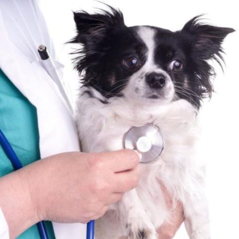 Small but Prone Common Health Issues in Pets