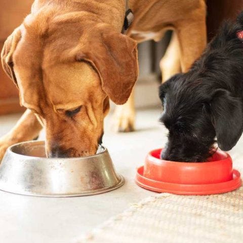 Top-Rated Dog Food Brands for Optimal Nutrition