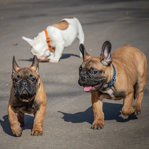 3 Essential Exercise Tips for Overweight Frenchies