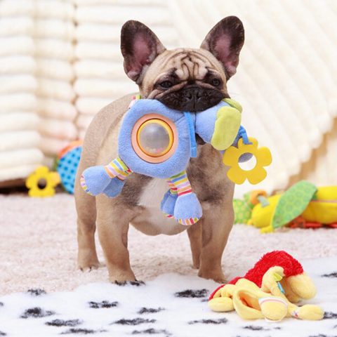 Rainy Day Fun Indoor Exercises for Your Frenchie