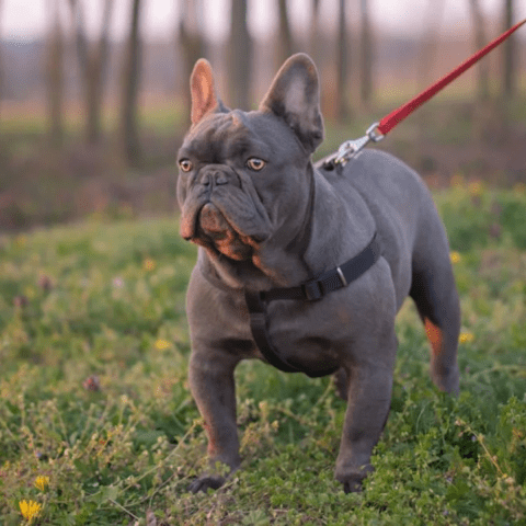 Taming the Tantrums Leash Training for Bulldogs 101