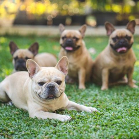 What Sparked the Rise of the Frenchie Phenomenon