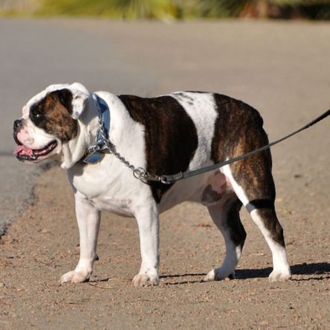 What's the Secret to Leash Training a Bulldog