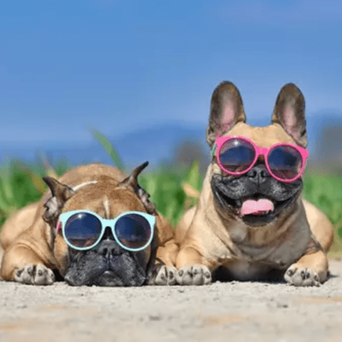 5 Best French Bulldog Housebreaking Methods Revealed