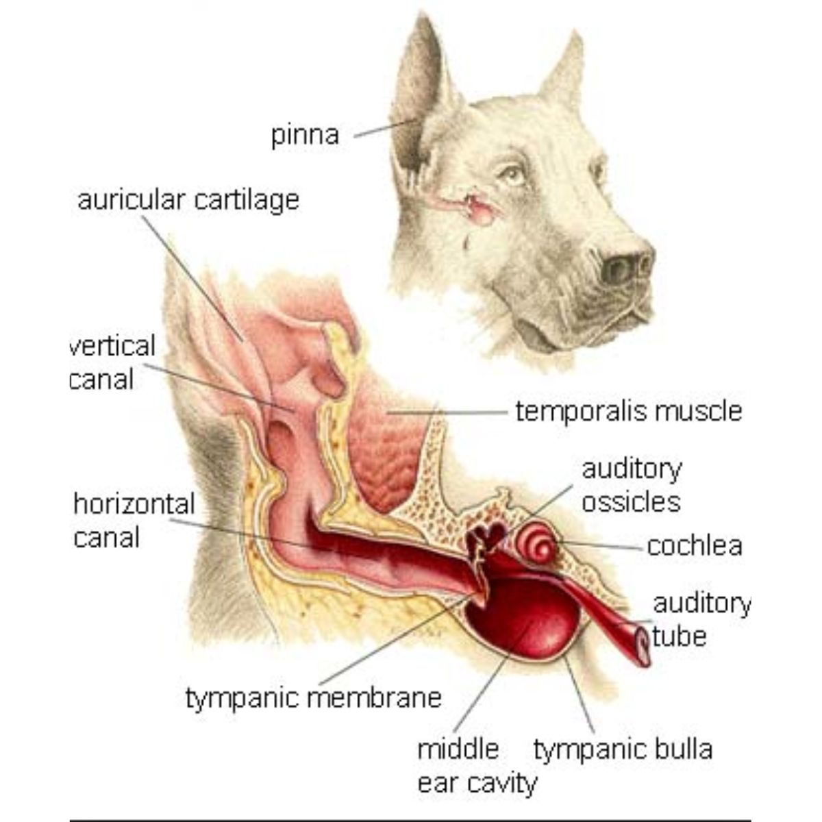 Anatomy of a Pet's Ear