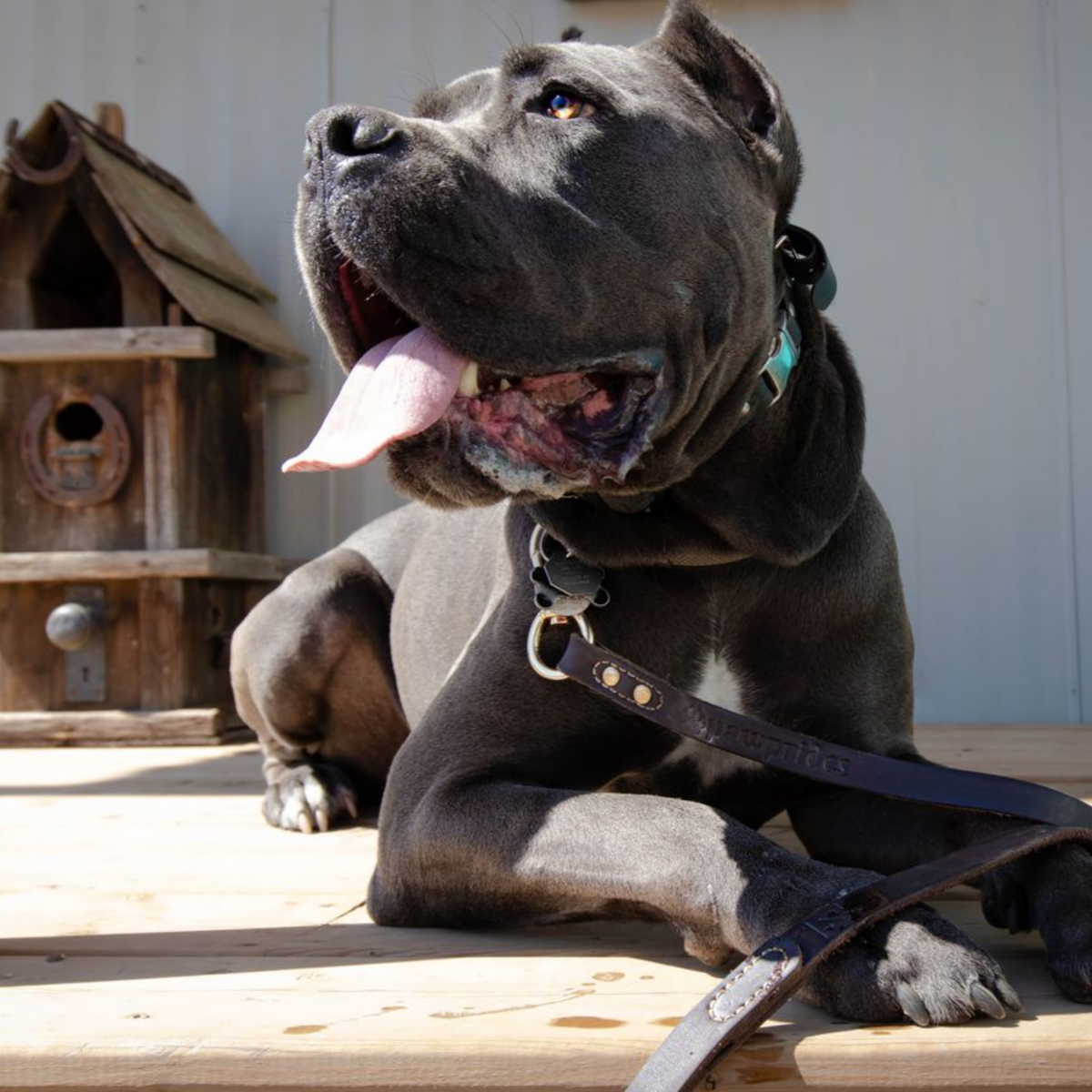 Apartment Living With a Cane Corso Is It Possible