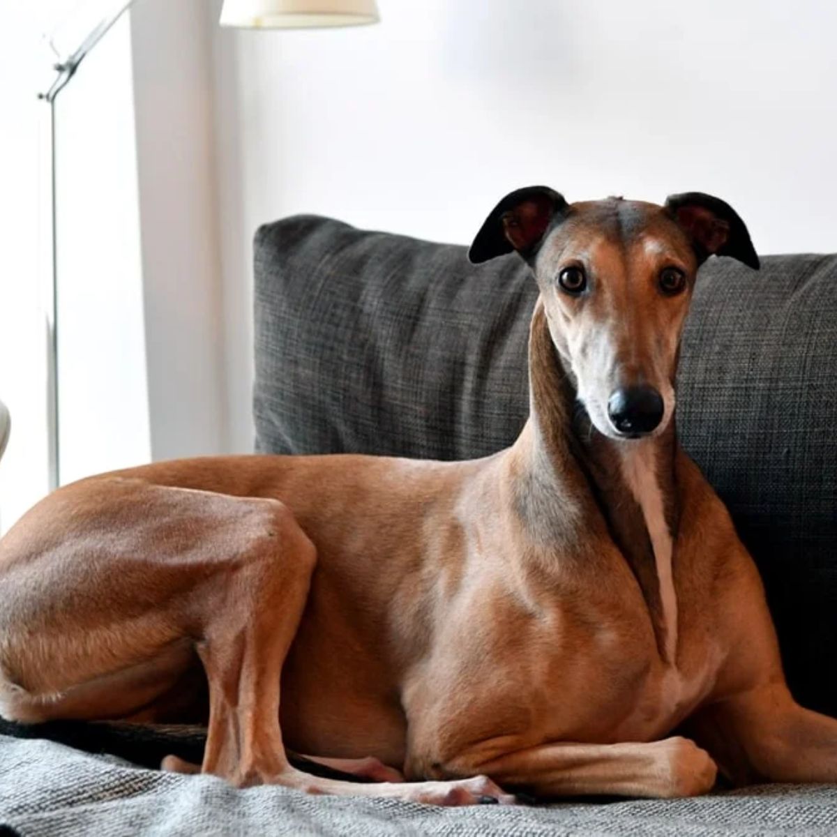 Bloat and Gastrointestinal Issues greyhound