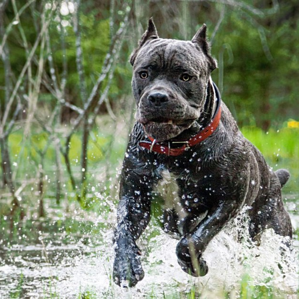 Cane Corso Building Speed and Efficiency