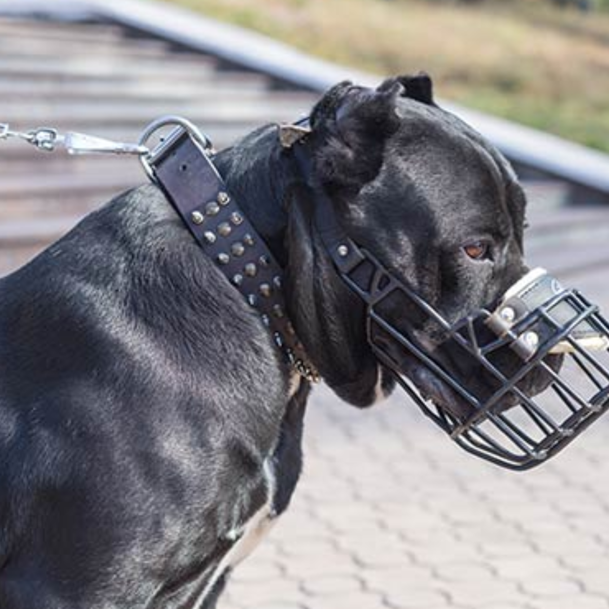 Cane Corso Customized Collars and Leashes