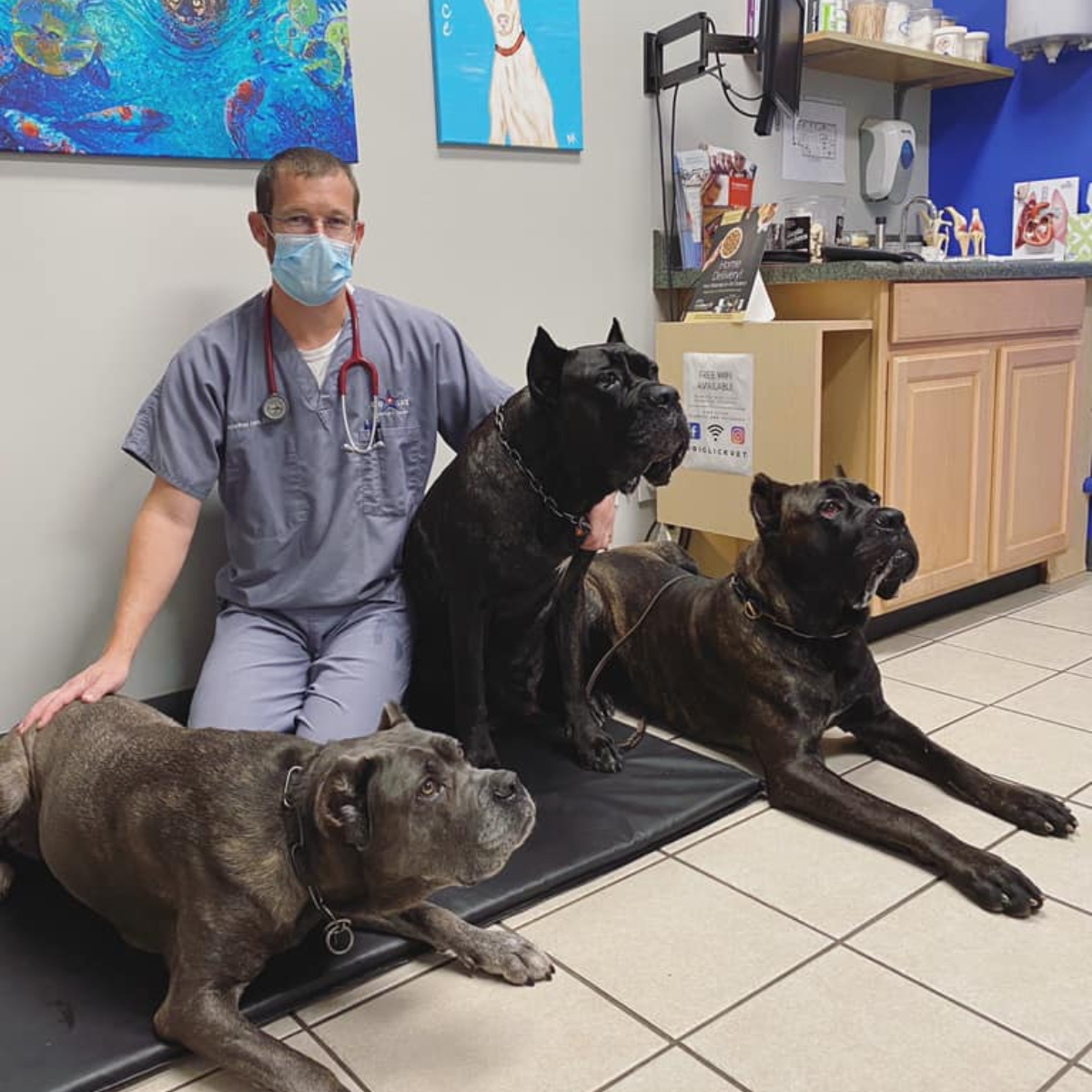 Cane Corso DNA Testing Importance