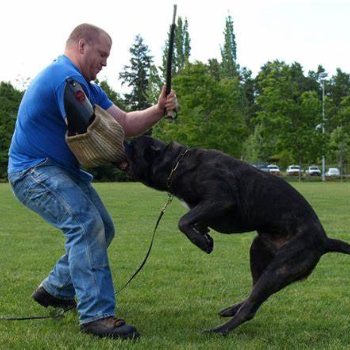 Cane Corso Developing a Customized Training Schedule