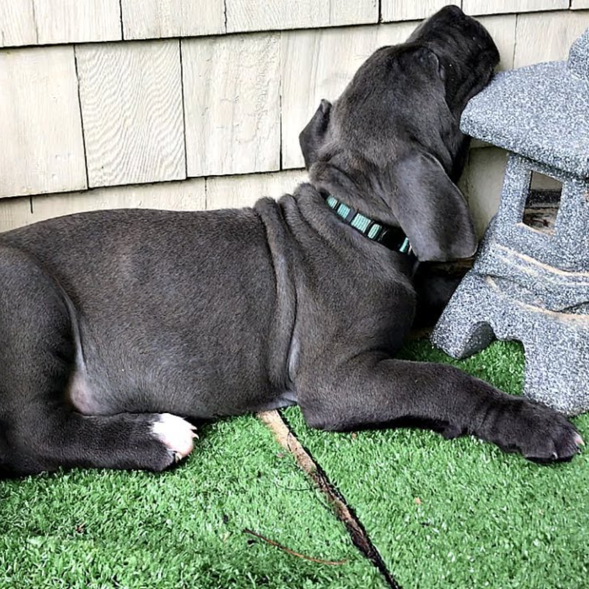 Cane Corso Establishing a Morning Routine