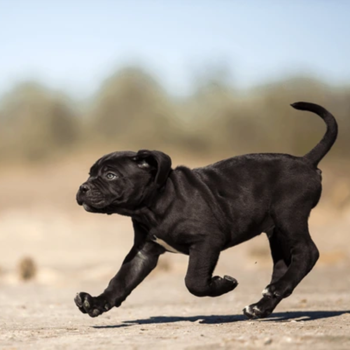 Cane Corso Exercise Needs and Activity Level