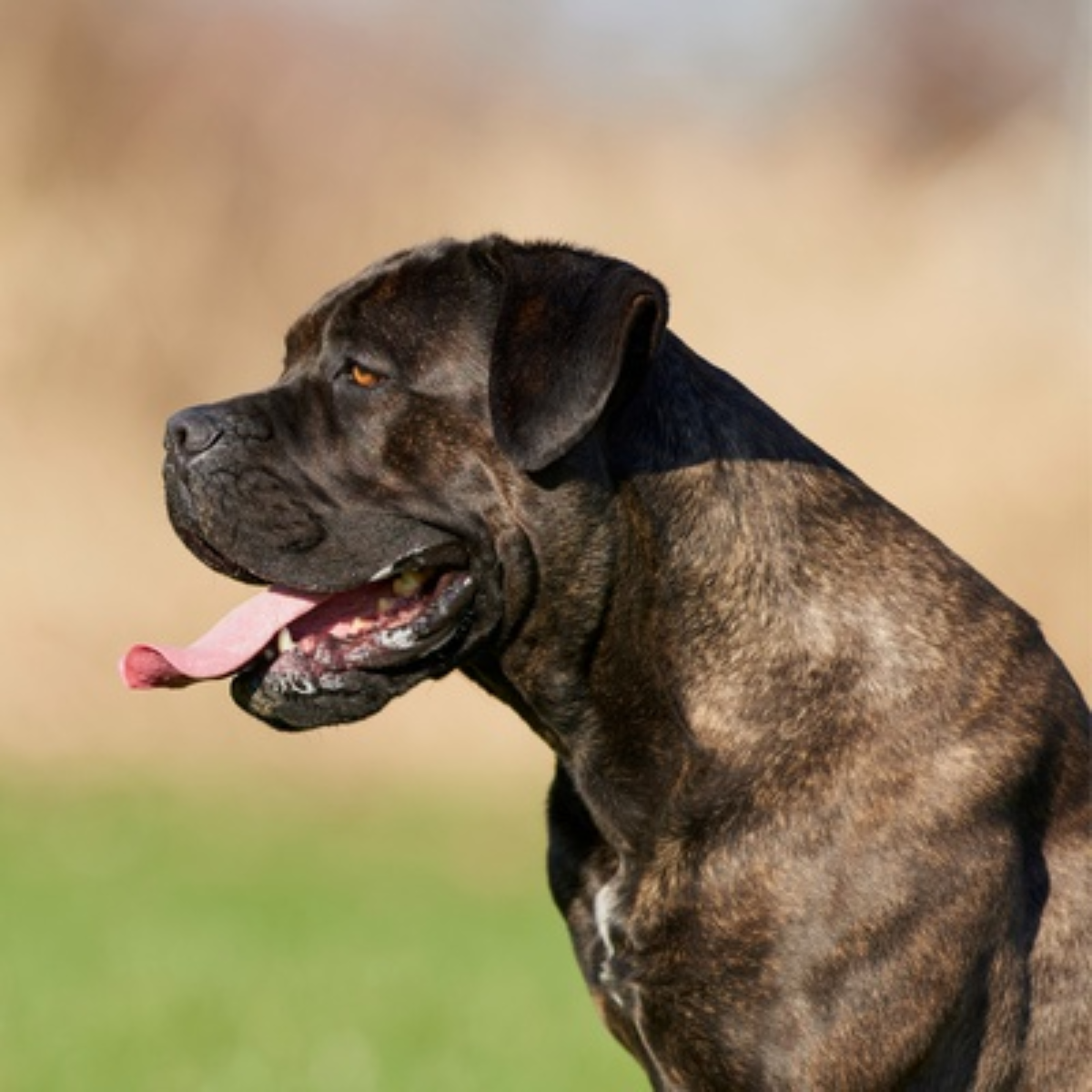 Cane Corso Maintaining a Healthy Smile