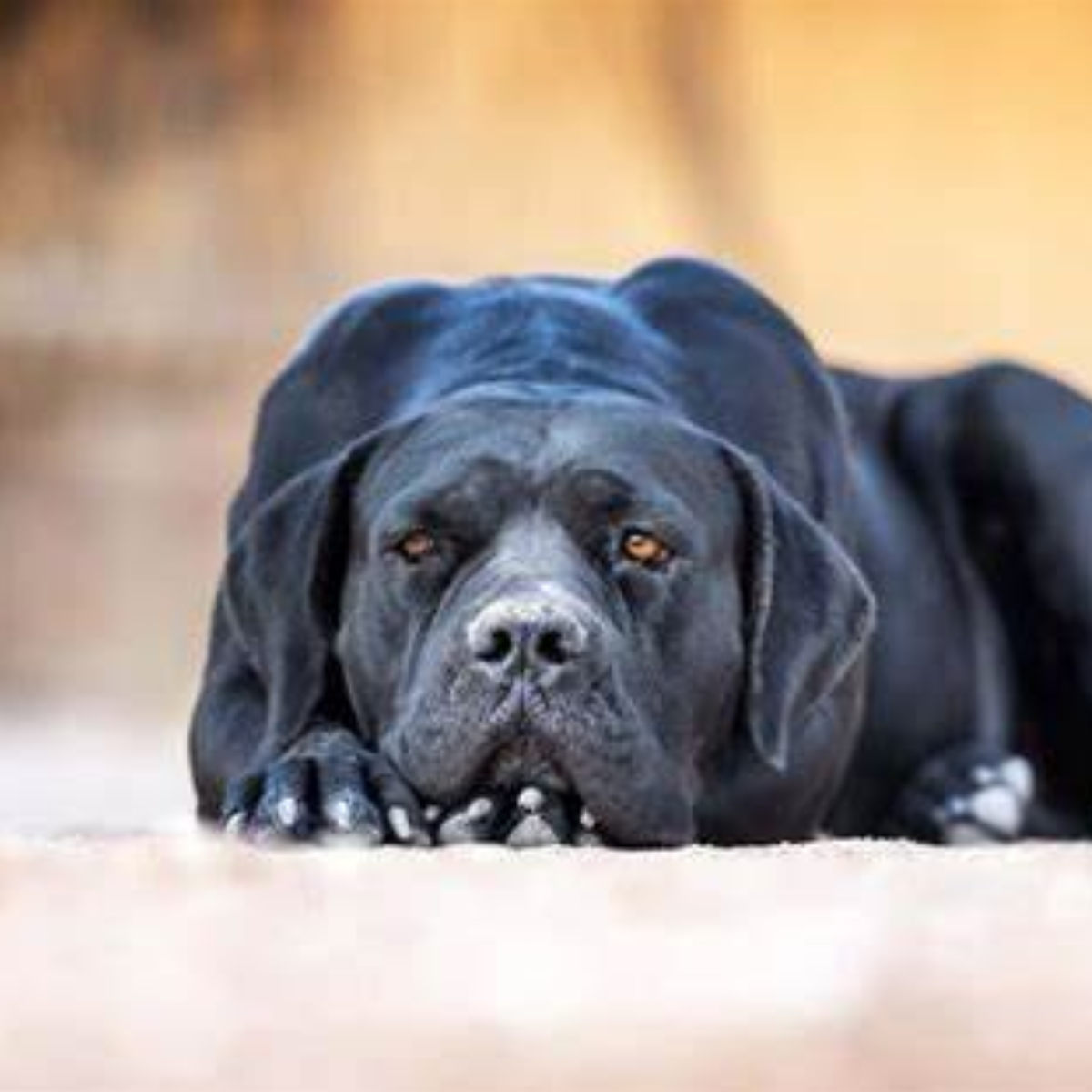 Cane Corso Managing Your Corso's Energy Levels