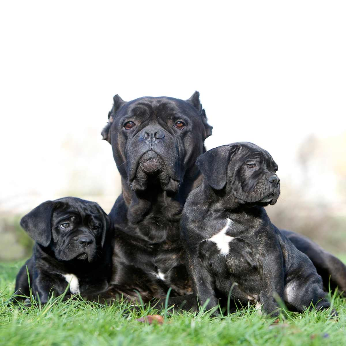 Cane Corso Meeting the Parents and Pups