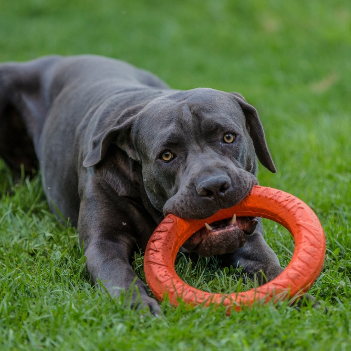 Cane Corso Mental Stimulation Through Play