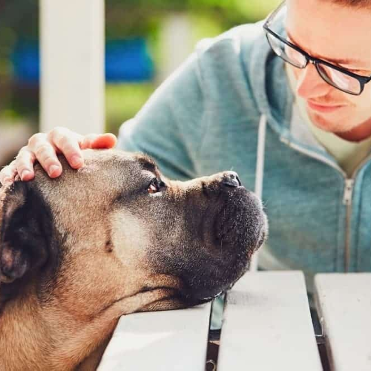 Cane Corso Recognizing Common Allergy Symptoms